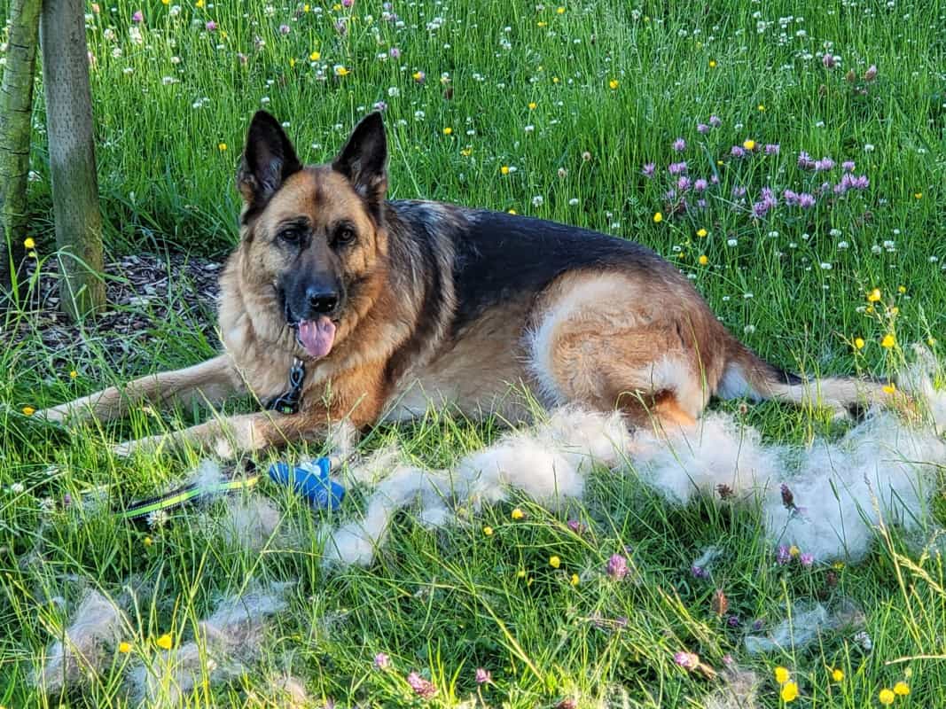 A GSD After Being Groomed. German Shepherds Shed A Lot