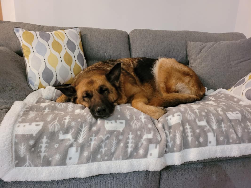 A German Shepherd asleep on the couch. How To Care For a Senior German Shepherd.