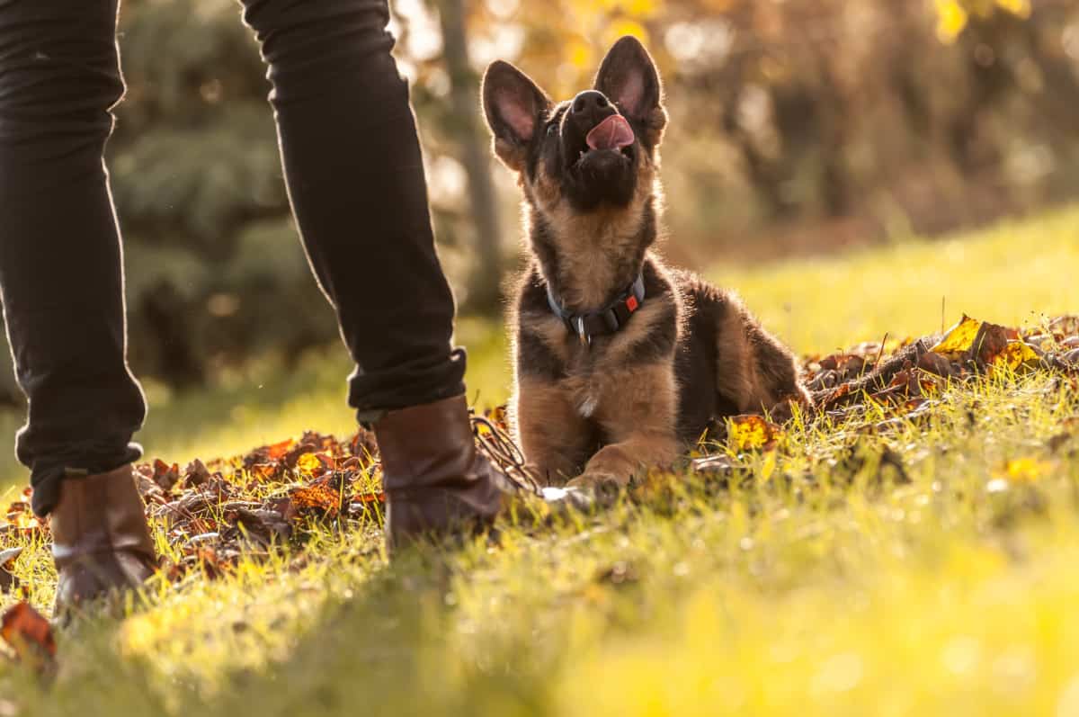 A GSD Puppy being trained and looking up to its owner. 