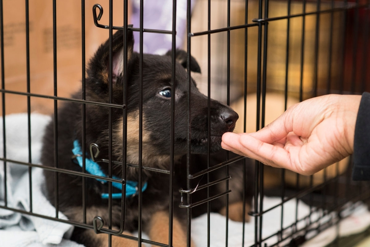 GSD puppy in a crate being fed treats. How to Get a German Shepherd to Trust You