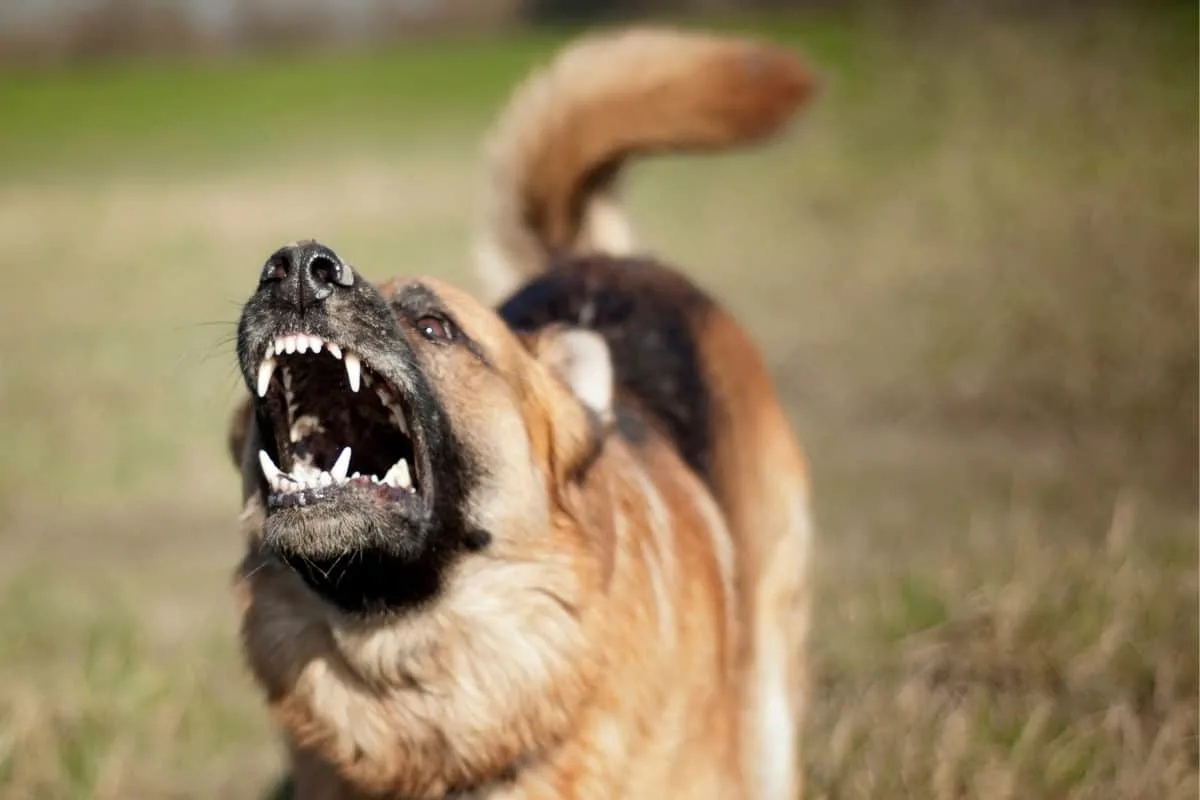 A German Shepherd barking and displaying aggressive body language. How to Stop German Shepherd Aggression