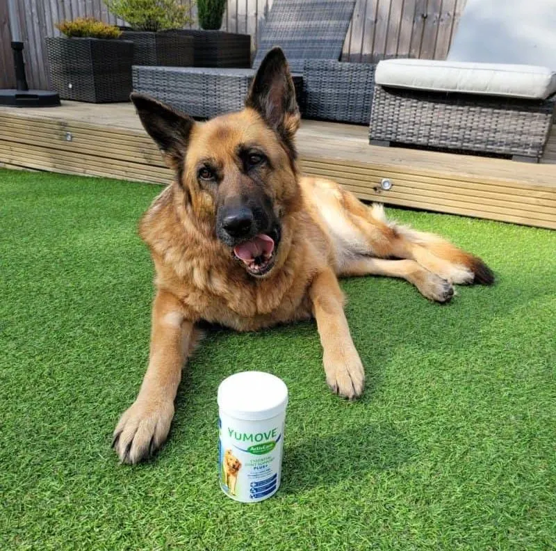 A Senior GSD with joint supplements. How To Care For a Senior German Shepherd