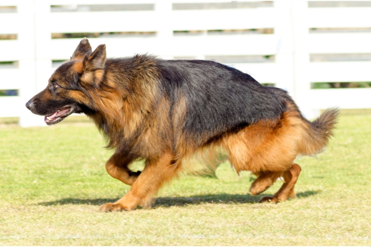 What Do German Shepherds Tail Positions Mean? Tail Semi-Raised and Wagging Right – Happy