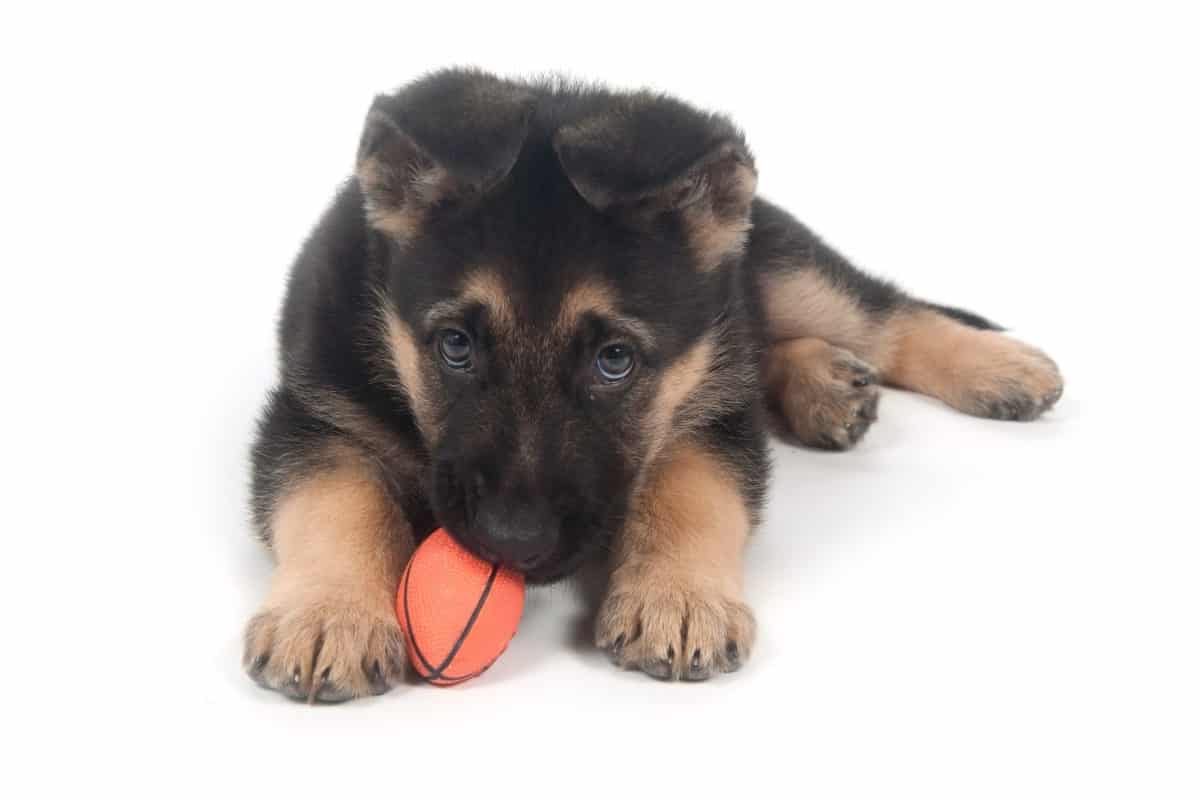A GSD Puppy playing with a ball.