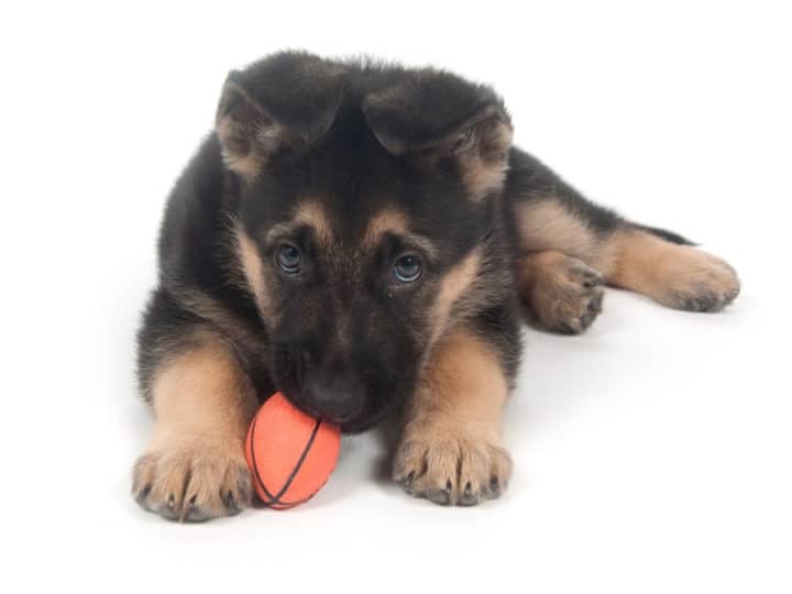 New German Shepherd. A GSD Puppy playing with a ball.