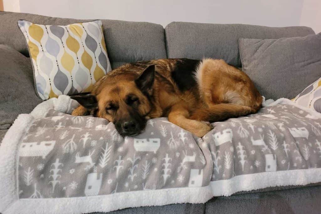 An Old GSD Sleeping on a sofa. Senior German Shepherd