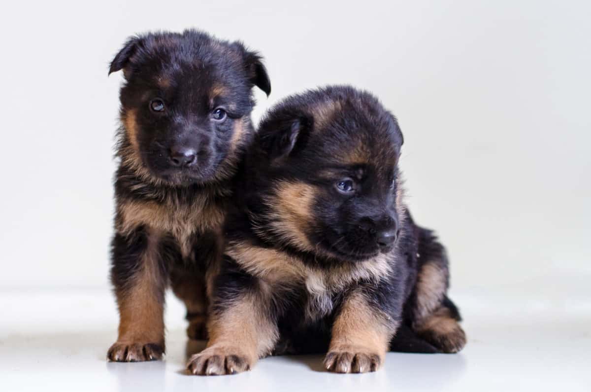 Two German Shepherd Puppies