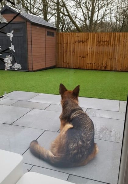 A GSD in his yard waiting for squirrels to appear along the back fence. What is Prey Drive in German Shepherds?