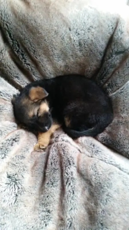 8 Week Old GSD Puppy. Willow Pup at 8 Weeks