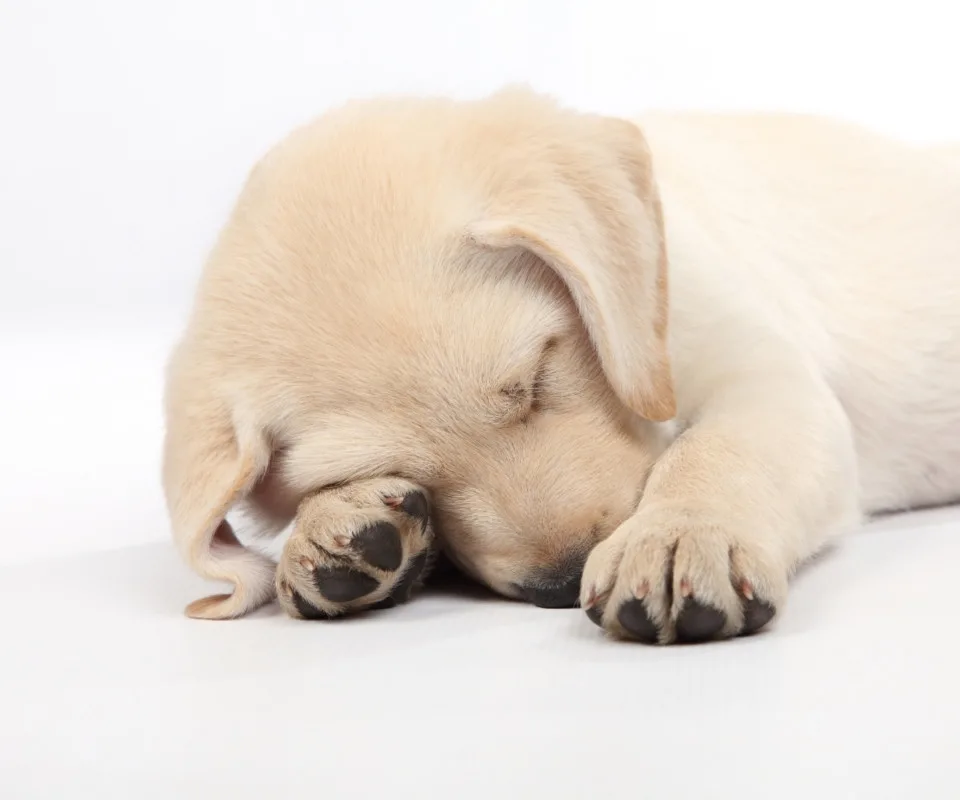 Sleeping Labrador Puppy