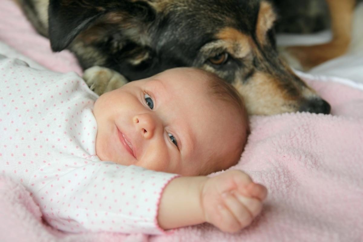 Are GSDs Good With Babies? A German Shepherd lying next to a baby.