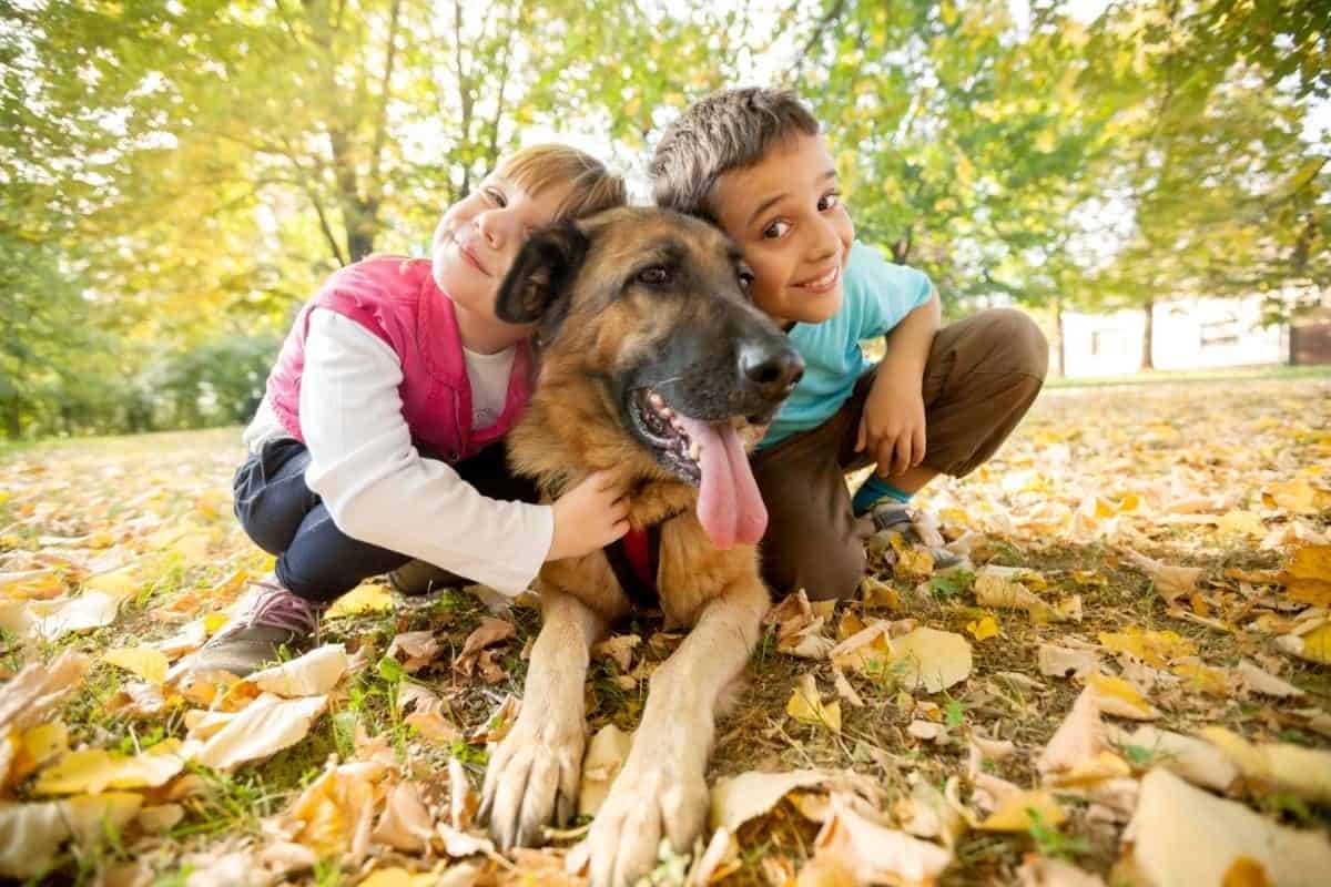 A GSD playing with 2 kids in the park. 