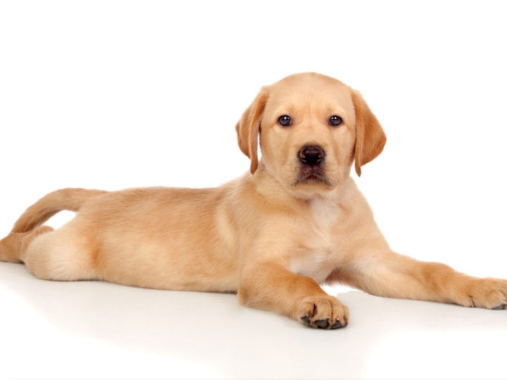 A Yellow Lab Puppy. Are Labradors Good Family Dogs?