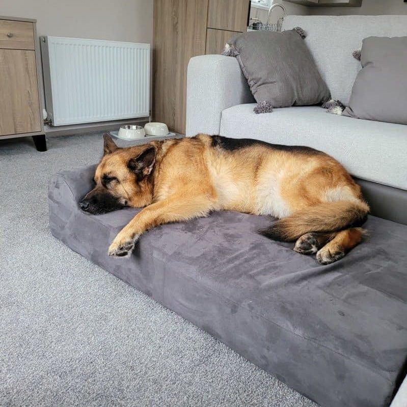 A GSD sleeping on a Big Barker Headrest Edition Dog Bed.