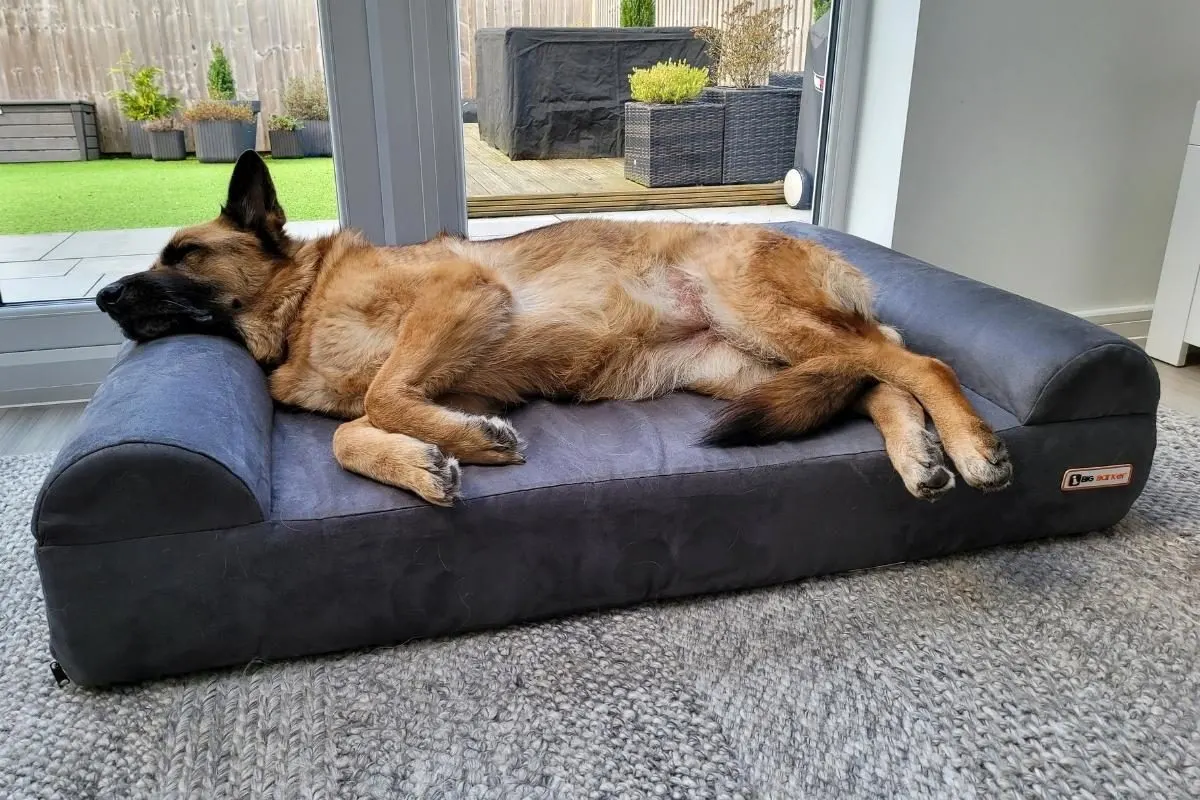 A German Shepherd asleep on a Big Barker Sofa Dog Bed. How to Care for a German Shepherd.