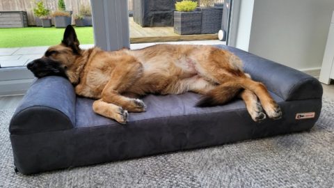 Big Barker Sofa Bed - First Hand Review: Is It Worth It?