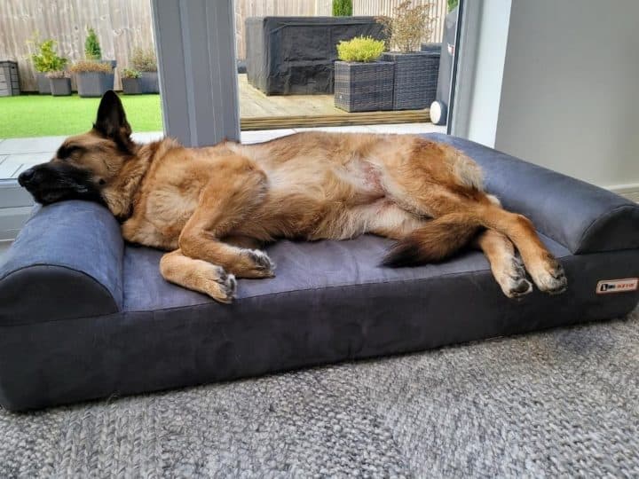 A German Shepherd asleep on a Big Barker Sofa Dog Bed. Big Barker Sofa Bed Review