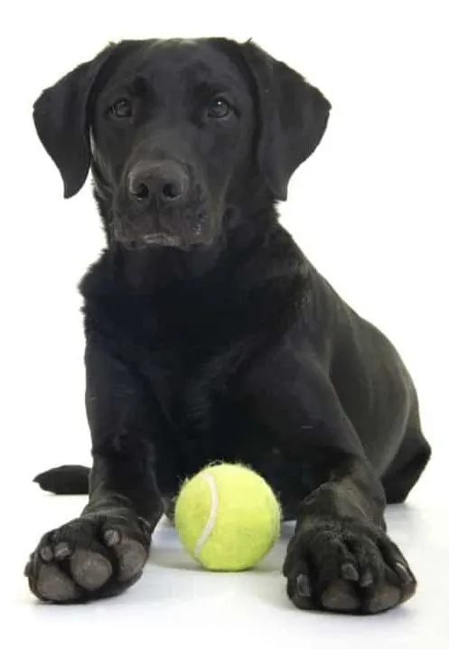 Black Labrador Puppy playing with a tennis ball.