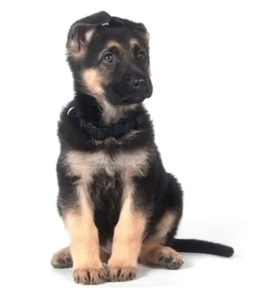 Black and Tan GSD Puppy