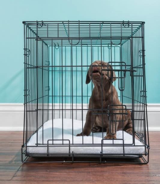 Chocolate Lab Puppy in a Crate