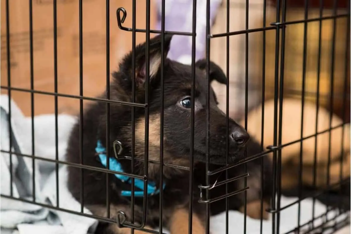 GSD Puppy in a Crate. German Shepherd Separation Anxiety.