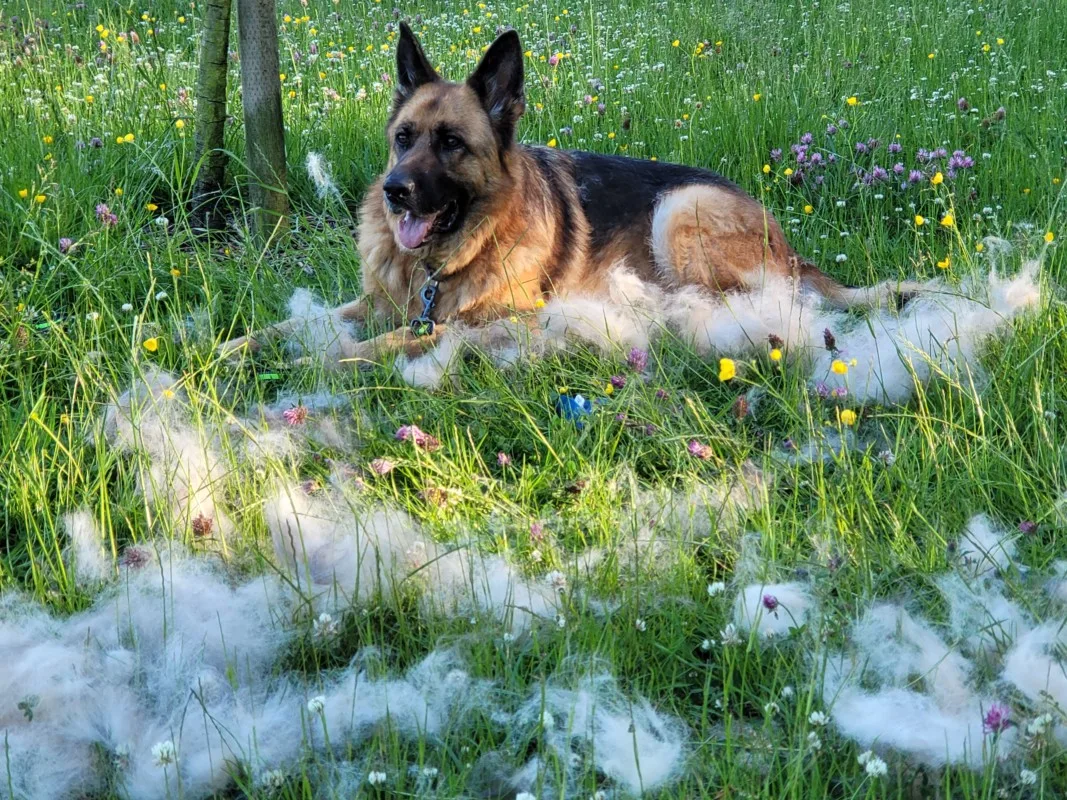 A GSD being de-shedded with a grooming tool. German Shepherd De-Shedding