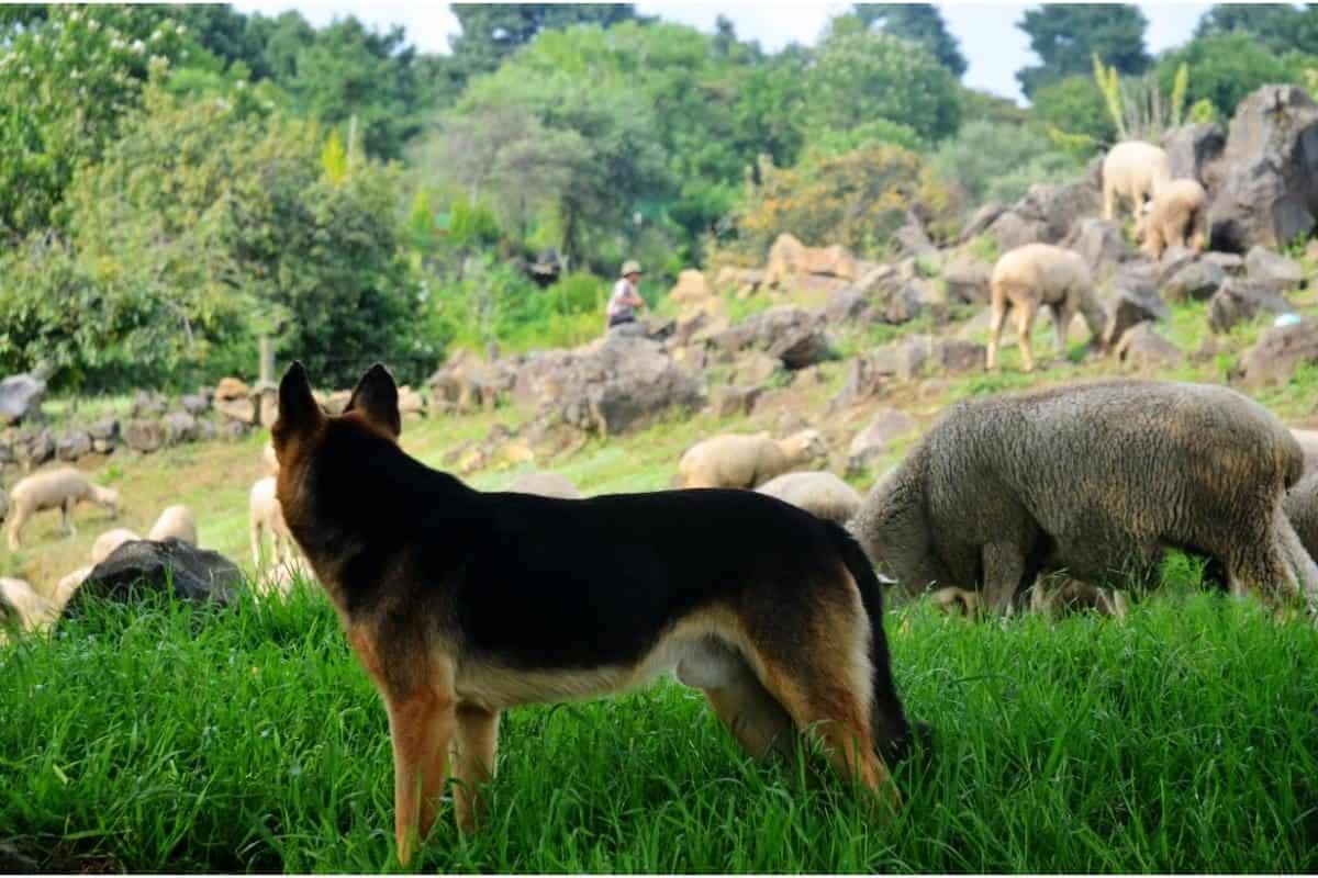 German Shepherd Guarding Sheep. Why Are German Shepherds Protective?