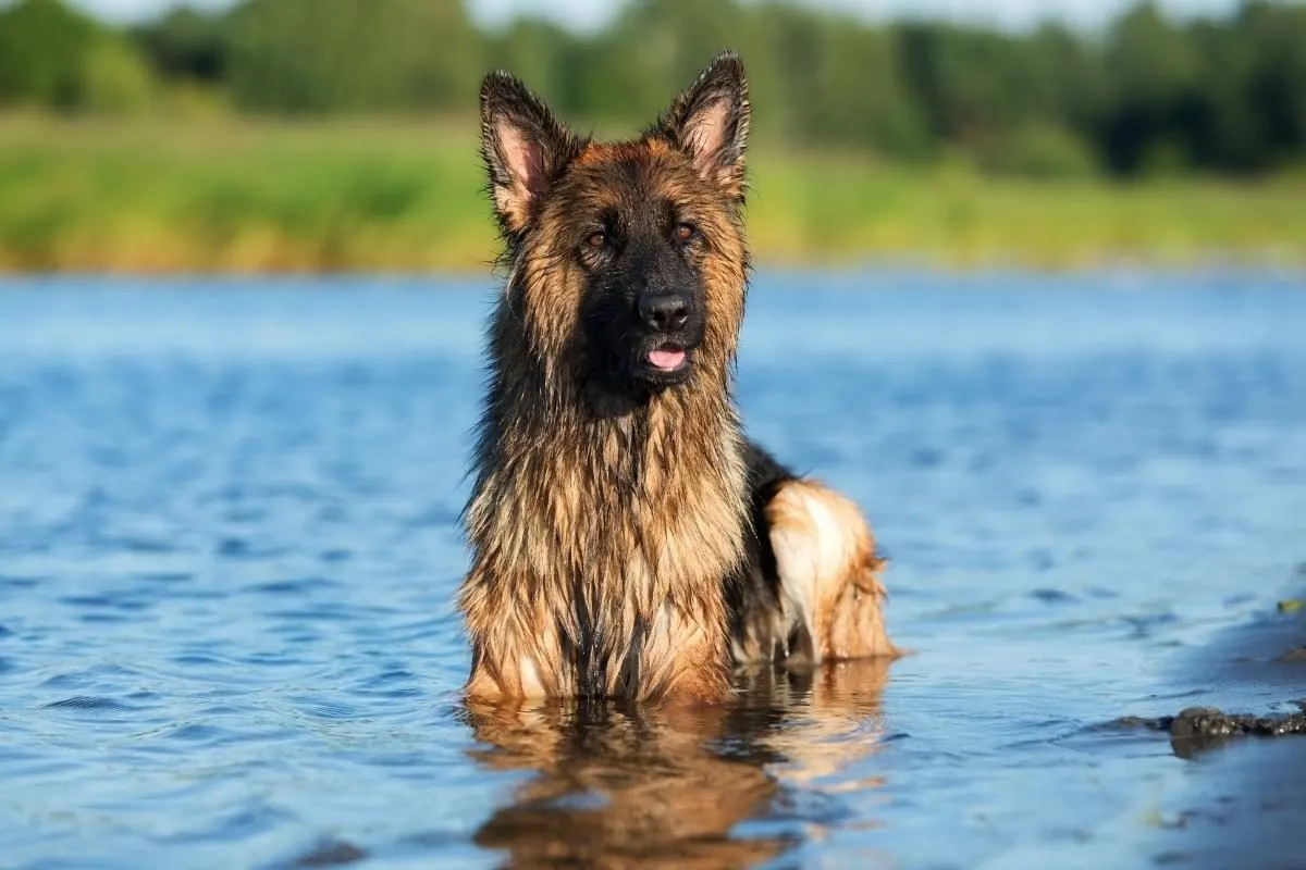 How To Keep a German Shepherd Cool. A GSD having a swim.