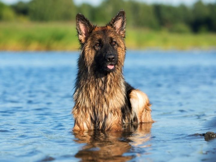 How To Keep a German Shepherd Cool. A GSD having a swim.
