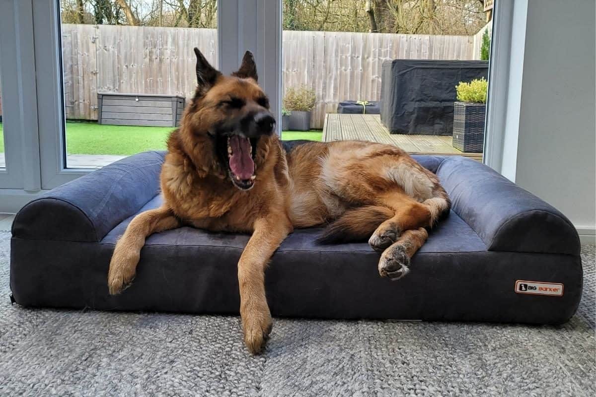 A GSD Yawning on a Big Barker Sofa Bed