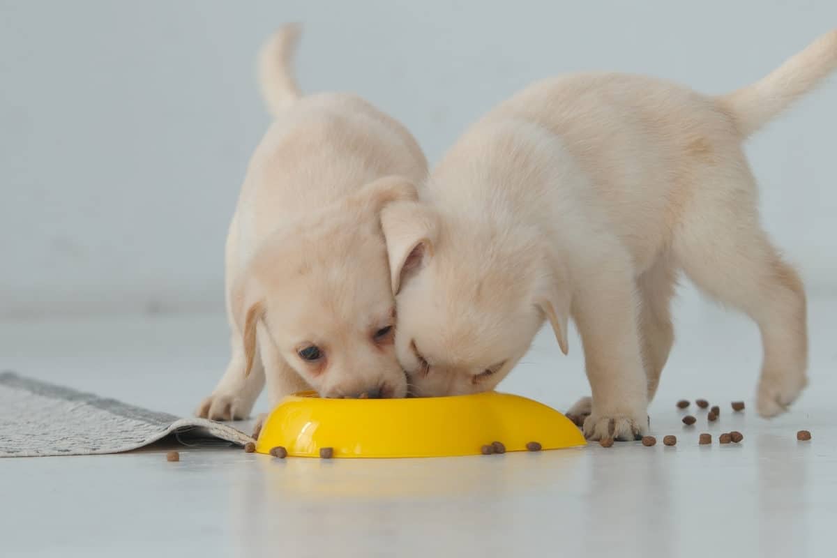 2 Labrador Puppies Eating from a Bowl.