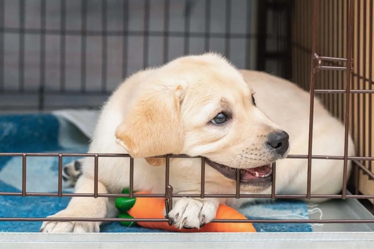 A Lab puppy in a crate. Labrador Puppy Potty Training