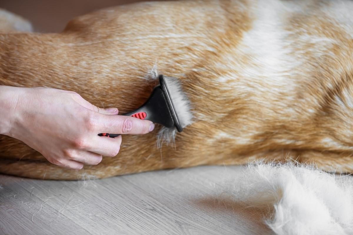 Labrador Shedding. A Labrador being brushed.