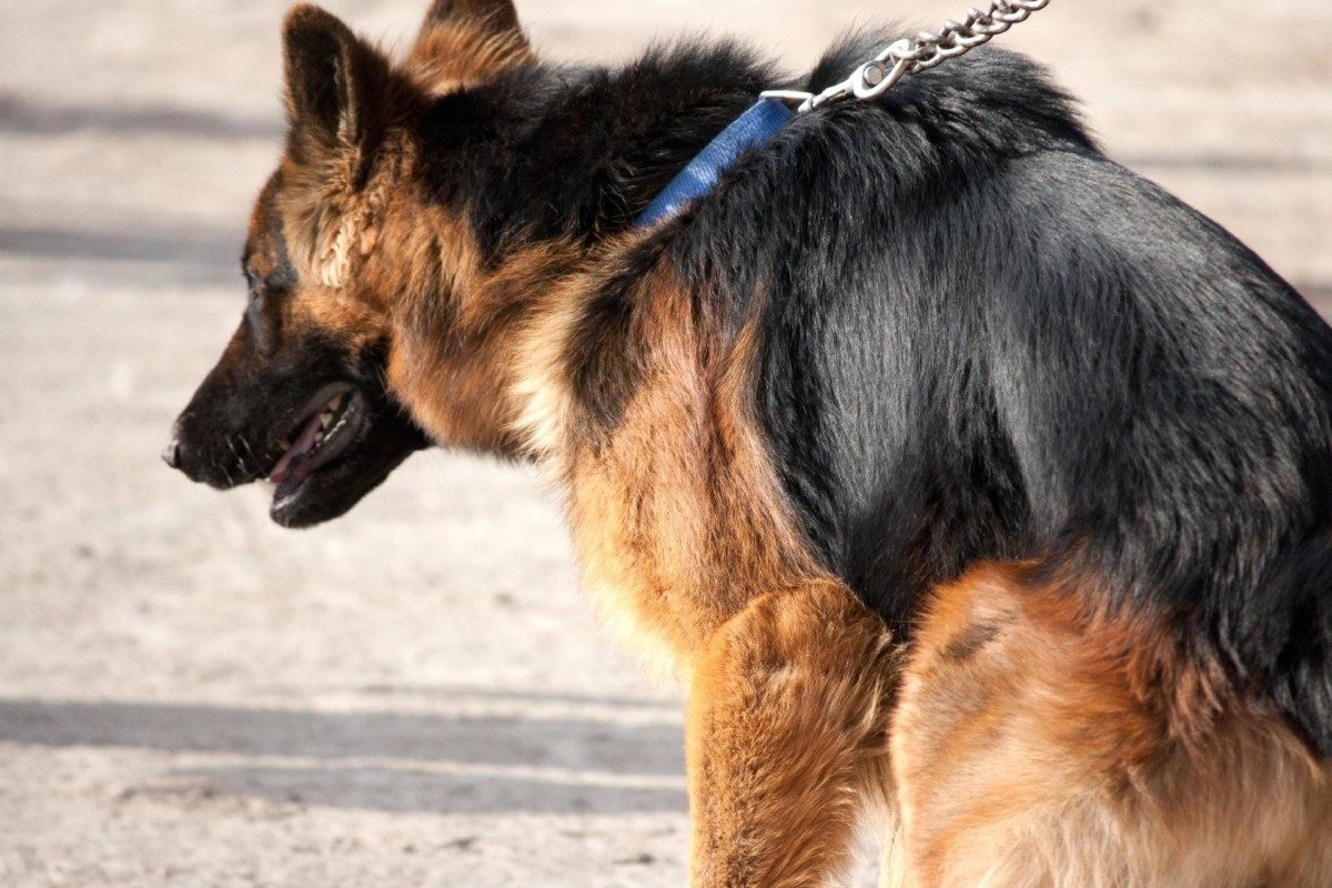 How to Stop a German Shepherd from Pulling on Leash. An adult GSD pulling on the leash.