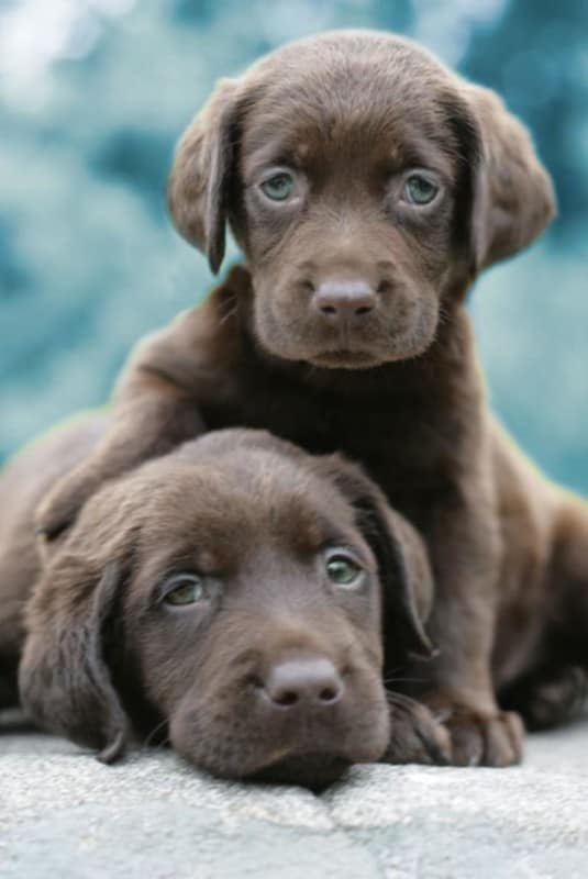 Two Chocolate Lab Puppies playing together
