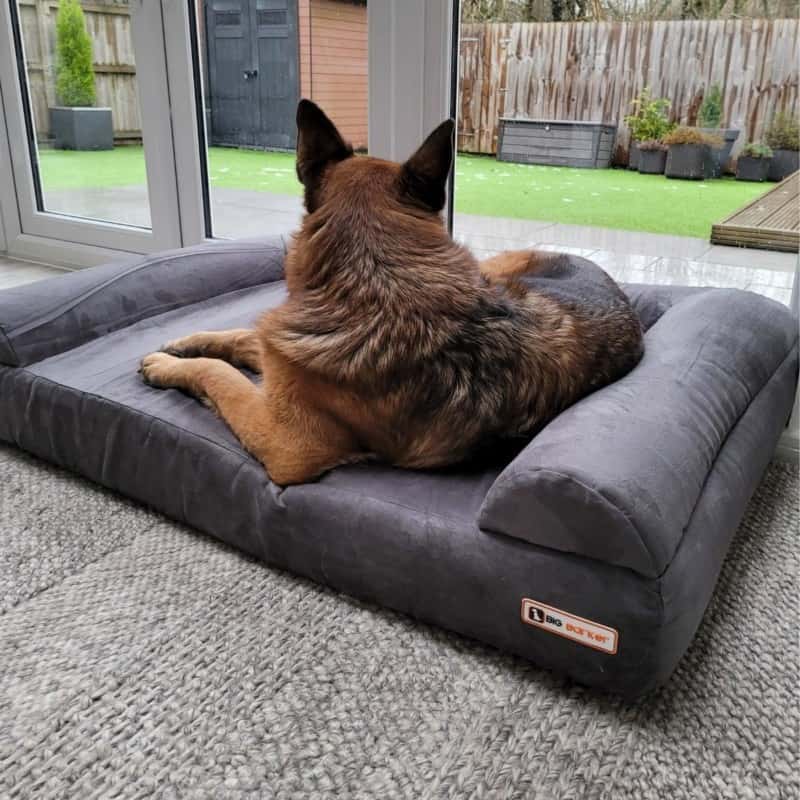 What Is The Big Barker Sofa Bed? A German Shepherd resting on a Big Barker Sofa Bed.