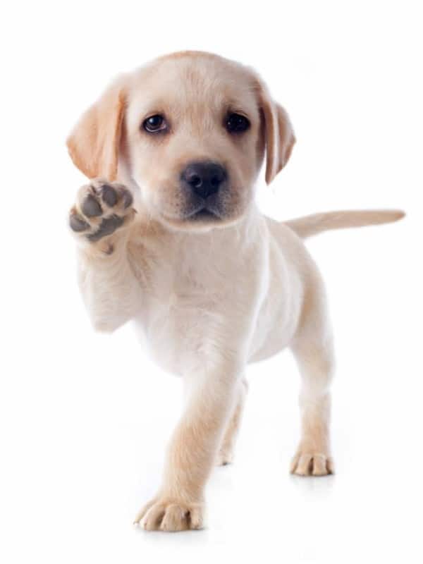 Yellow Lab Puppy with its paw up. 