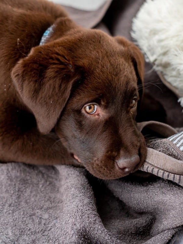 A Stubborn Lab Puppy chewing a towel. Can Labradors Be Stubborn?