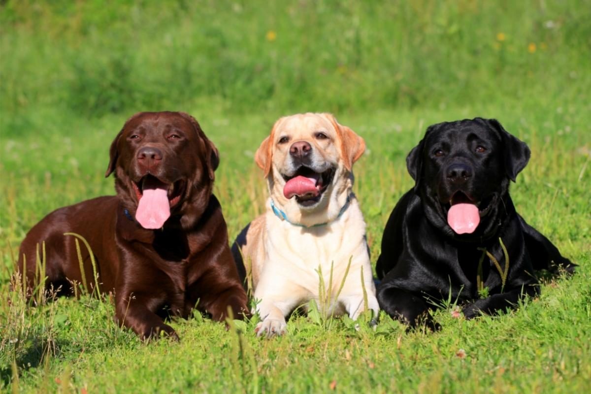 A Black Lab, a Chocolate Lab and a Yellow Lab. 