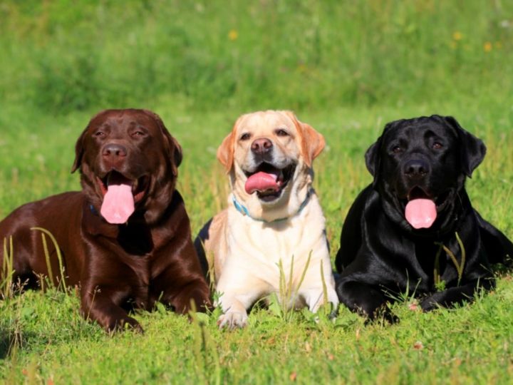 A Black Lab, a Chocolate Lab and a Yellow Lab. Can Labradors Change Color?