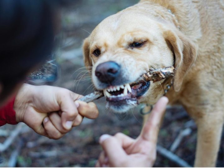 A Labrador being stubborn refusing to release a stick from its mouth. How To Train a Stubborn Labrador.