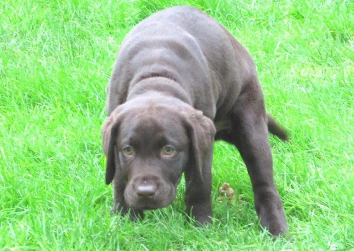 A Lab puppy with diarrhea. How To Treat a Labrador With Diarrhea