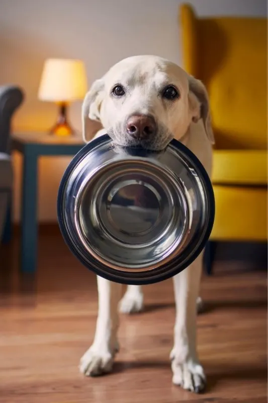 Labrador Asking For Food Carrying His Empty Bowl
