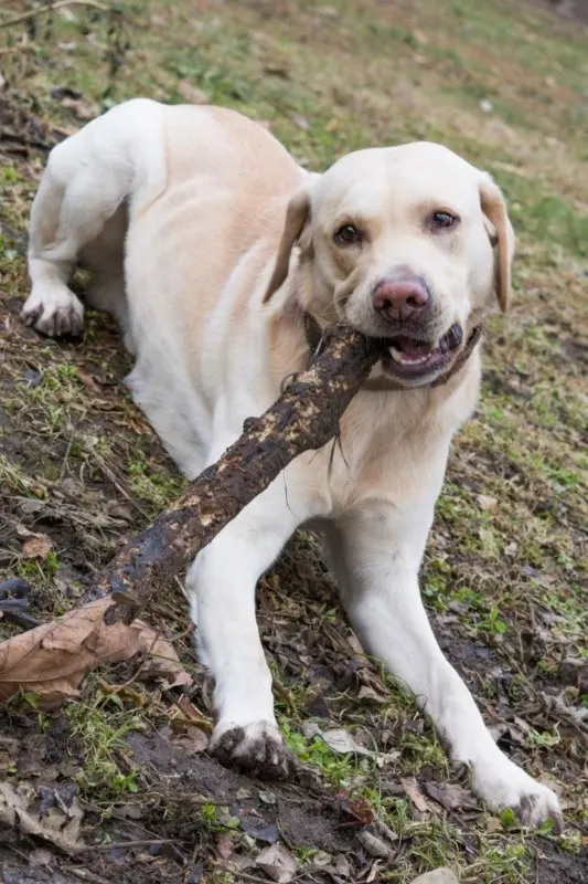 Labrador Chewing Stick