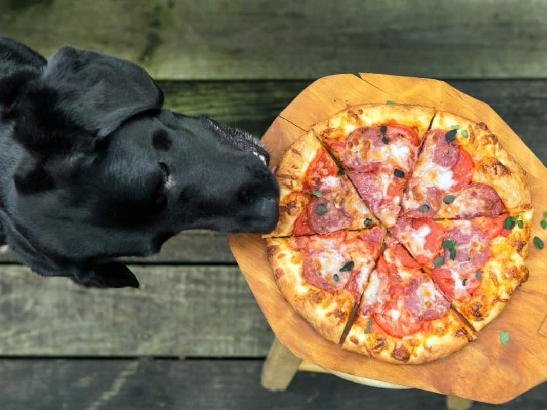 Labrador Eating Pizza