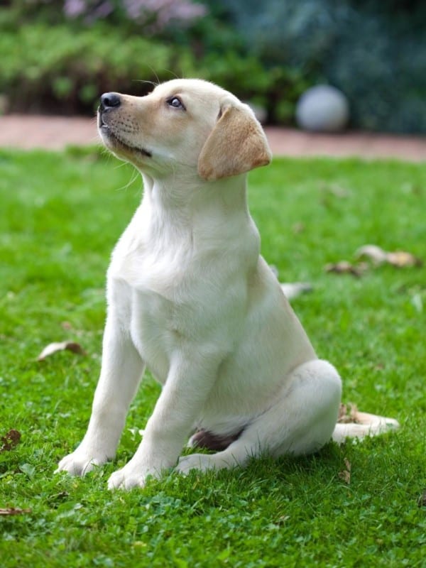 Labrador Puppy Sitting