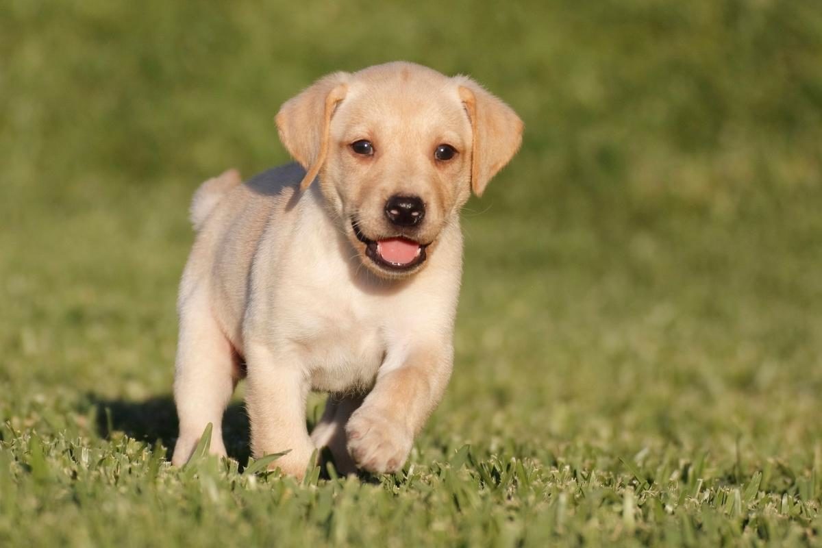 A Lab Puppy training. Labrador Training Commands