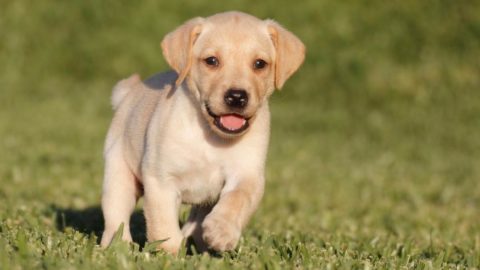 The Essential Labrador Training Commands Guide