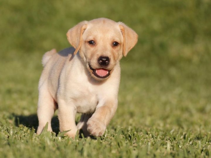 A Lab Puppy training. Labrador Training Commands