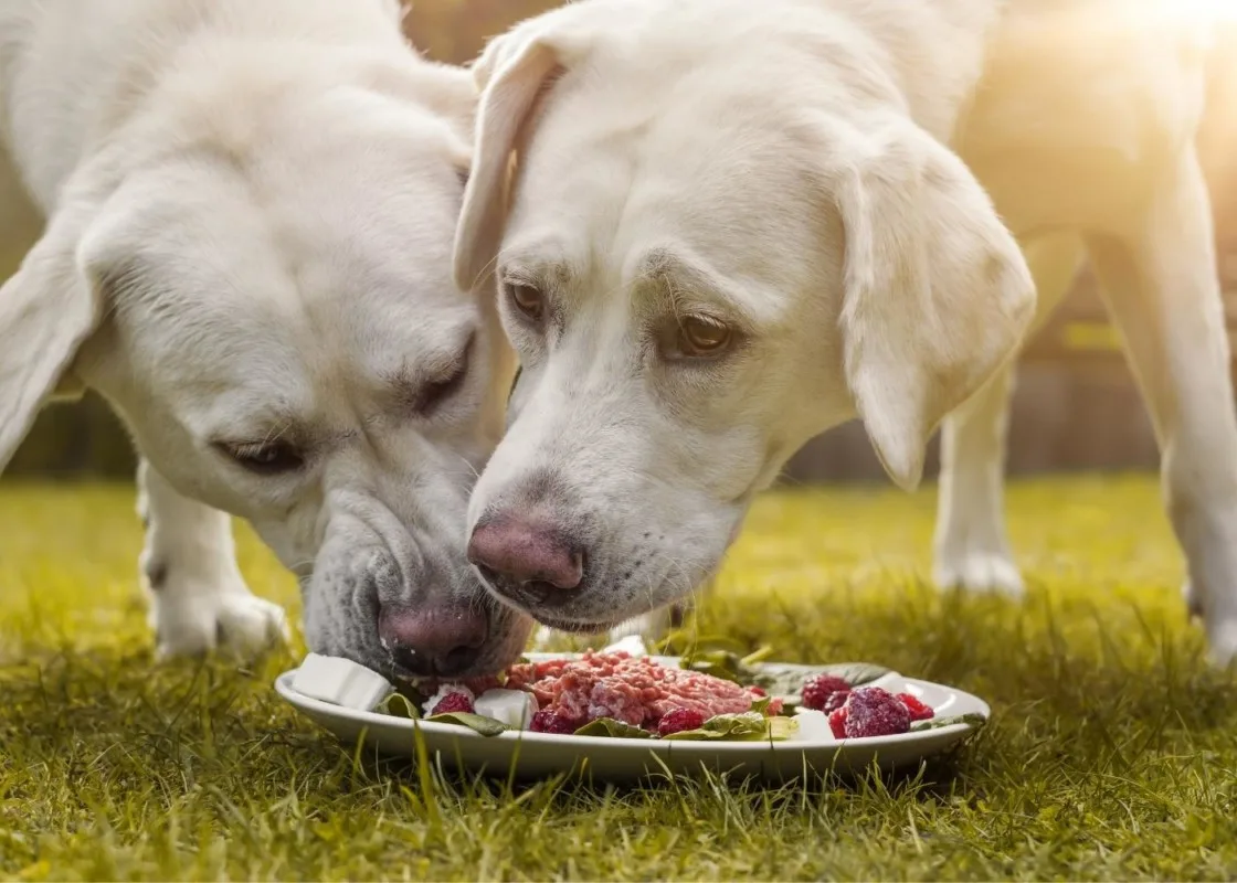 Labradors Eating
